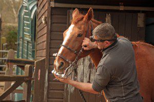 equine therapy for veterans and non-veterans